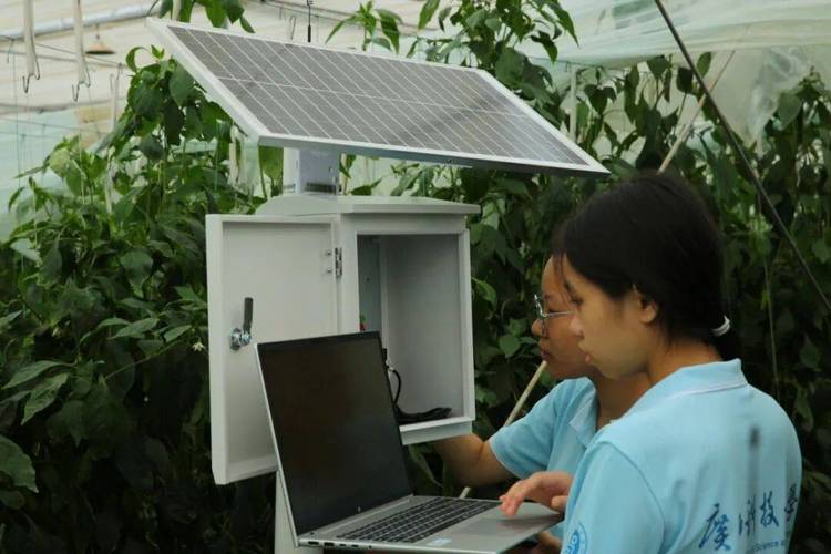 数智赋能，广西科技大学实践队为果蔬产业插上科技翅膀